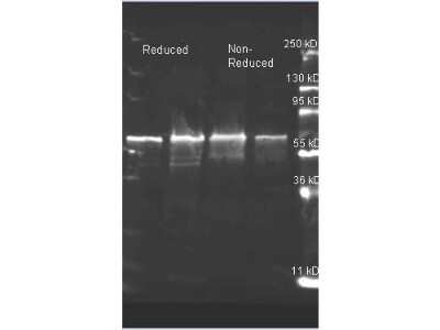 Western Blot: Choline Oxidase Antibody [Biotin] [NBP1-77705] - Detection of Choline Oxidase. Samples of 1 and 0.25 ug of purified Choline Oxidase per lane were run by SDS-PAGE under reducing and non-reducing conditions and reduced samples of purified Choline Oxidase contained 4% BME and were boiled for 5 minutes. Protein was transferred to nitrocellulose and probed with Goat anti Choline Oxidase. Primary antibody was detected with Dylight 649 conjugated Donkey anti Goat (605-743-125 1:10K 1.5 hr RT in and imaged on the BioRad VersaDoc imaging system.